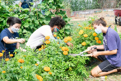 Three undergraduate students working with sheers in patch of greens and flowers in the Berkeley Student Garden
